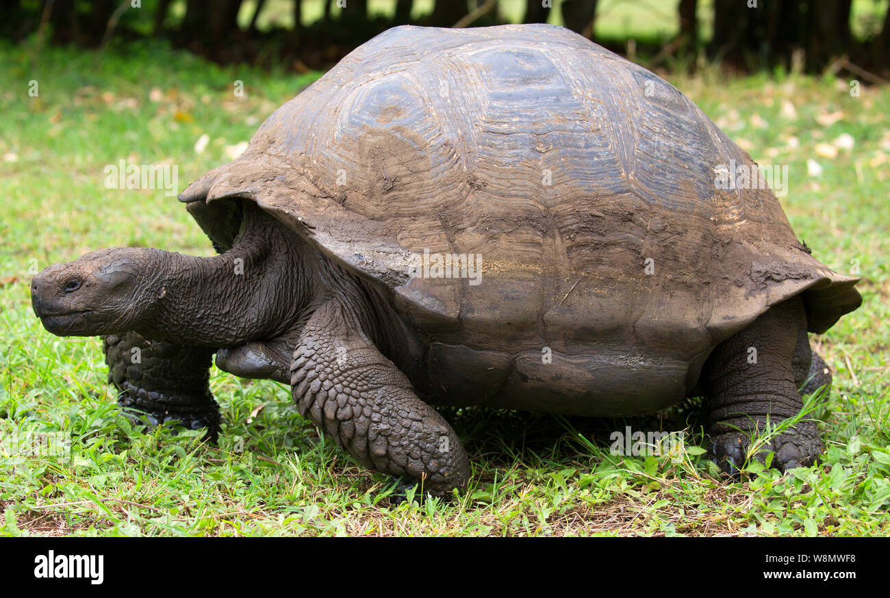 Tortue géante des îles Galapagos closeup Banque D'Images Tortue géante des îles Galapagos closeup Banque D'Images