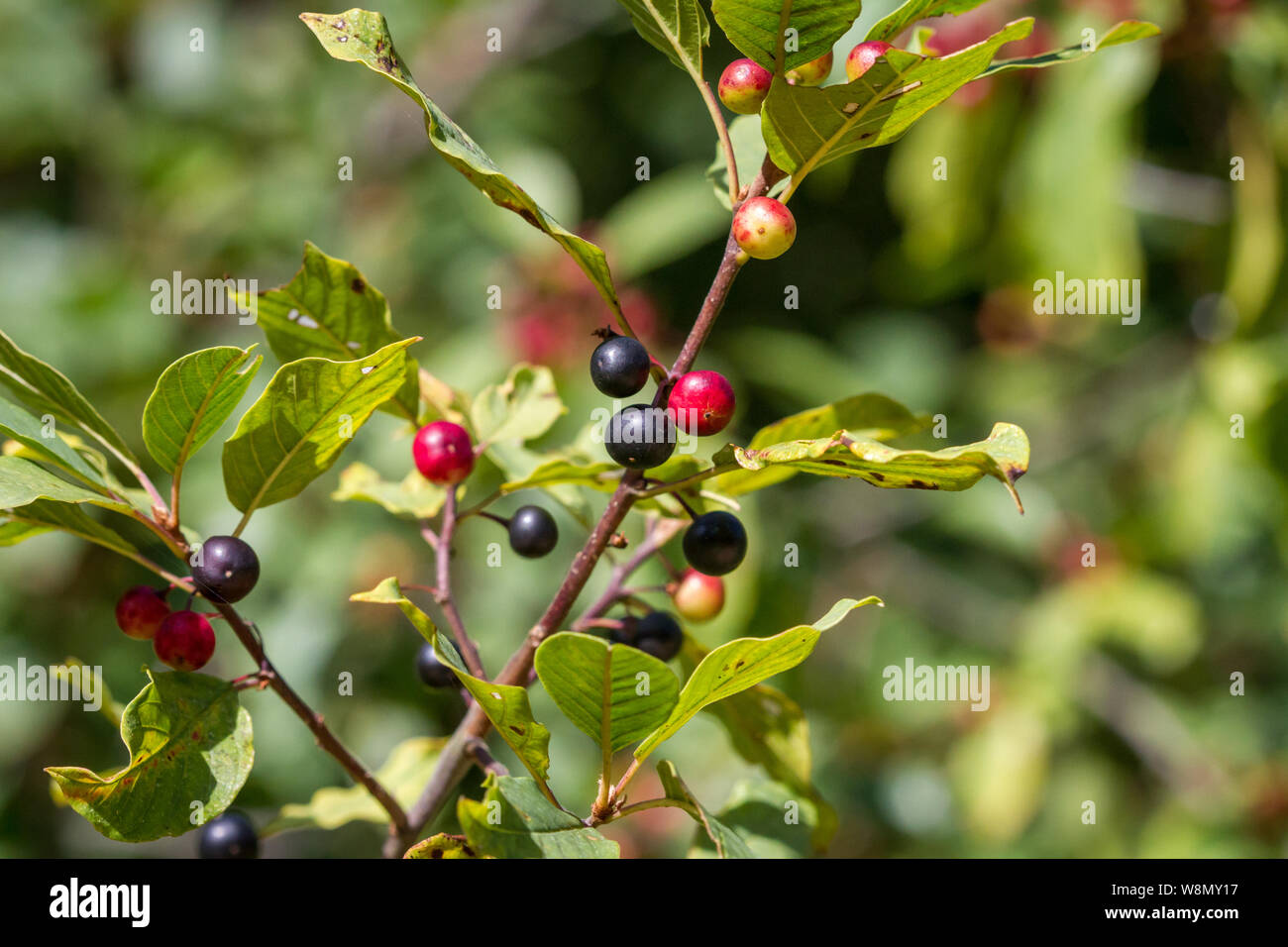 Petits fruits noirs dans la forêt Banque D'Images