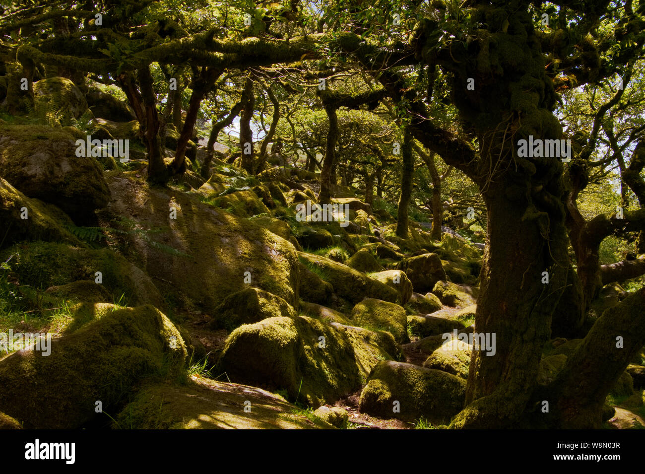 Des rochers recouverts de mousse aux rayons du soleil dans des bois de chêne ombragés, Wistman's Wood, parc national de Dartmoor, Royaume-Uni Banque D'Images