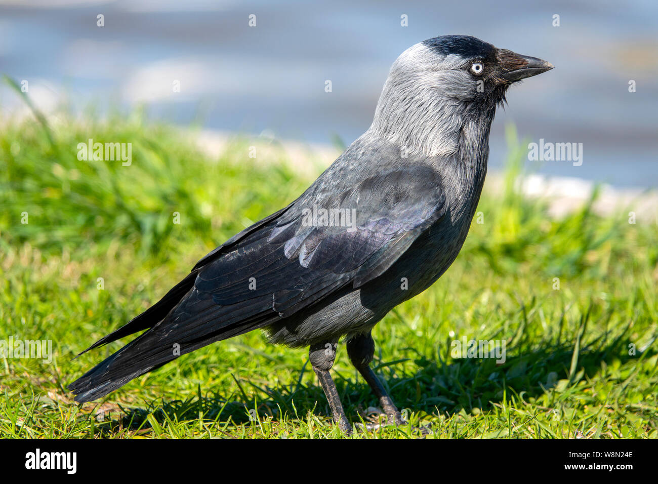 Close up d'un adulte (Coloeus monedula Western jackdaw) Banque D'Images
