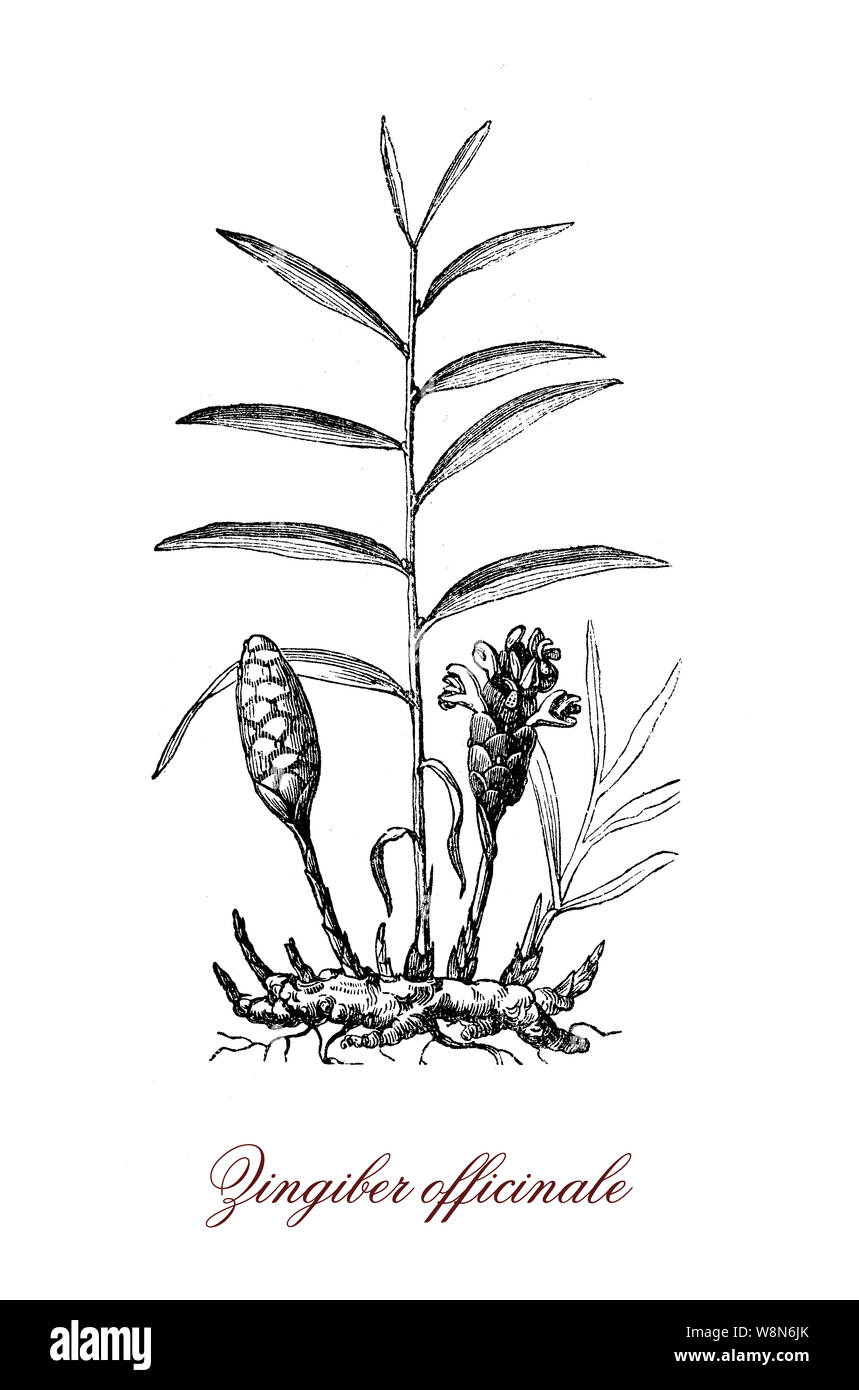 Intage Imprimer De Gingembre Plante A Fleurs Le Ryzome Ou La Racine De Gingembre Est Bien Connu Comme Une Epice Et Dans La Medecine Populaire Photo Stock Alamy