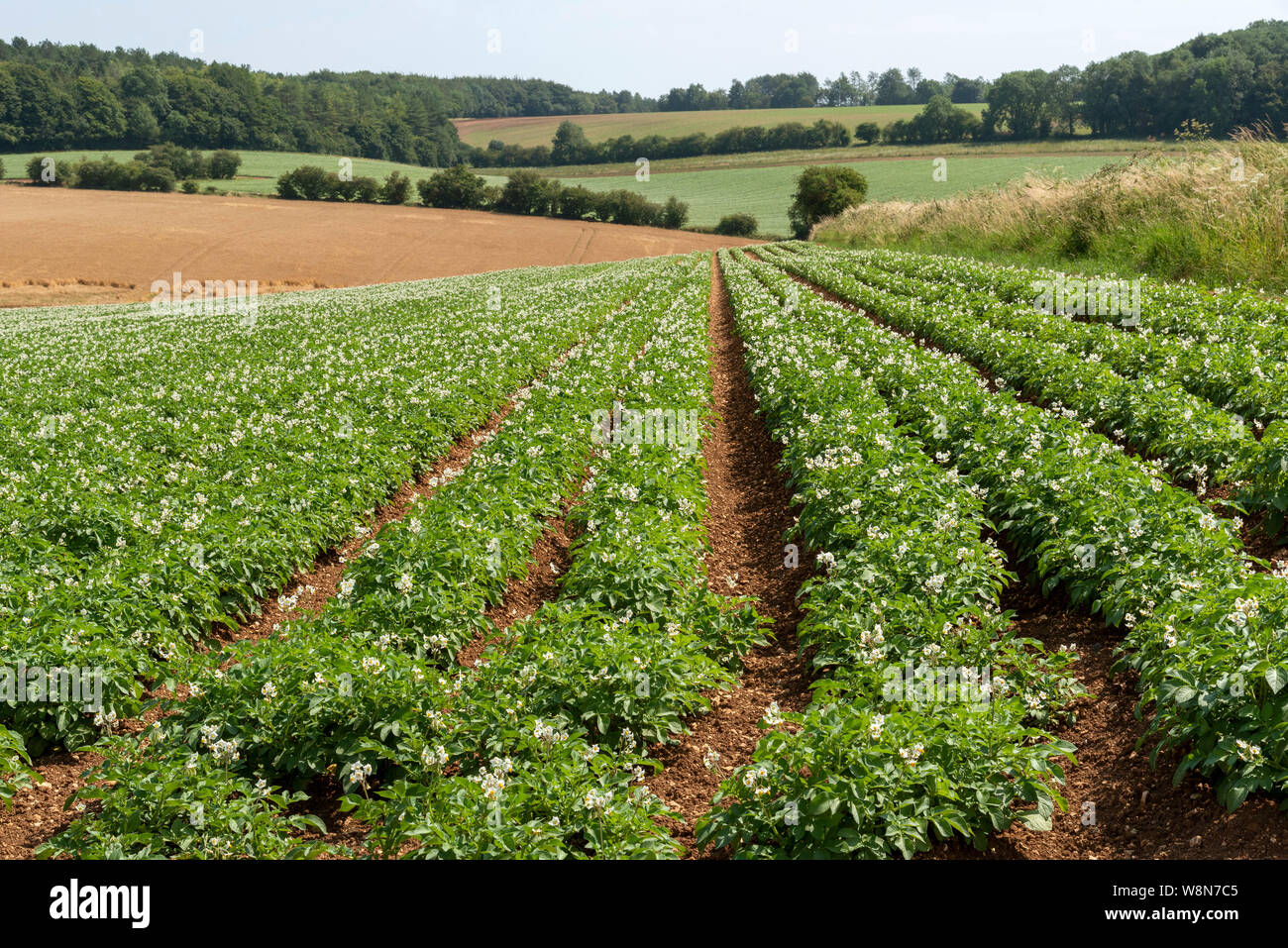 Le Gloucestershire, Angleterre, Royaume-Uni. Août 2019. Une récolte de Markies variété de pommes de terre poussant dans un champ près de Ford à Gloucestershire Banque D'Images