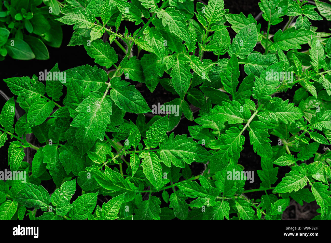Les jeunes plants de tomate, vue du dessus, close-up. Banque D'Images