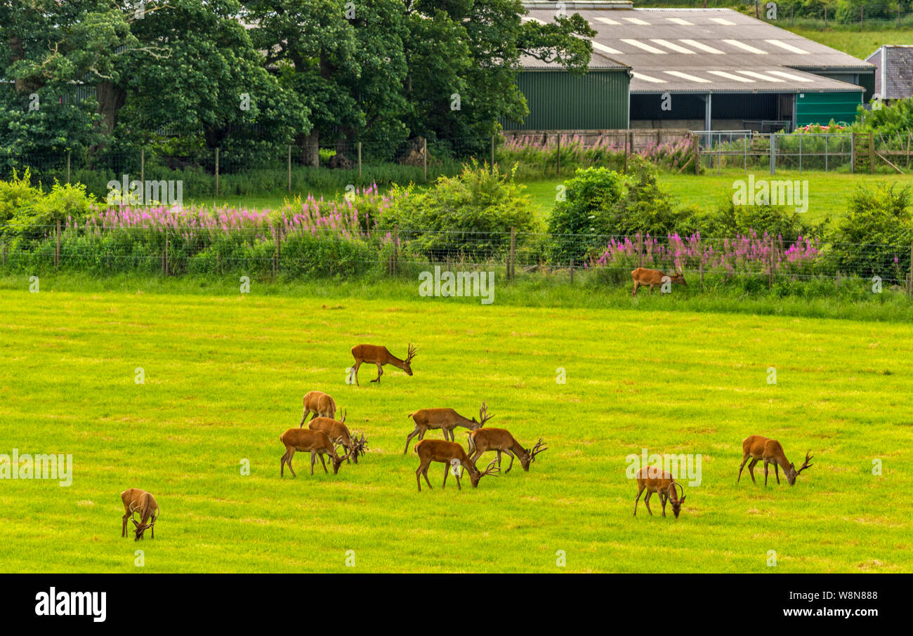 RED DEER FARM GLENKINDIE ABERDEENSHIRE ECOSSE BERGHOFF ROUGE D'ÉLEVAGE DANS UN CHAMP D'HERBE EN ÉTÉ Banque D'Images