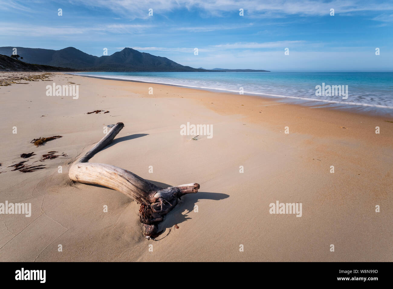 Morceau de bois sur une plage de sable blanc sur un matin ensoleillé au parc national de Freycinet, Tasmanie, Australie Banque D'Images