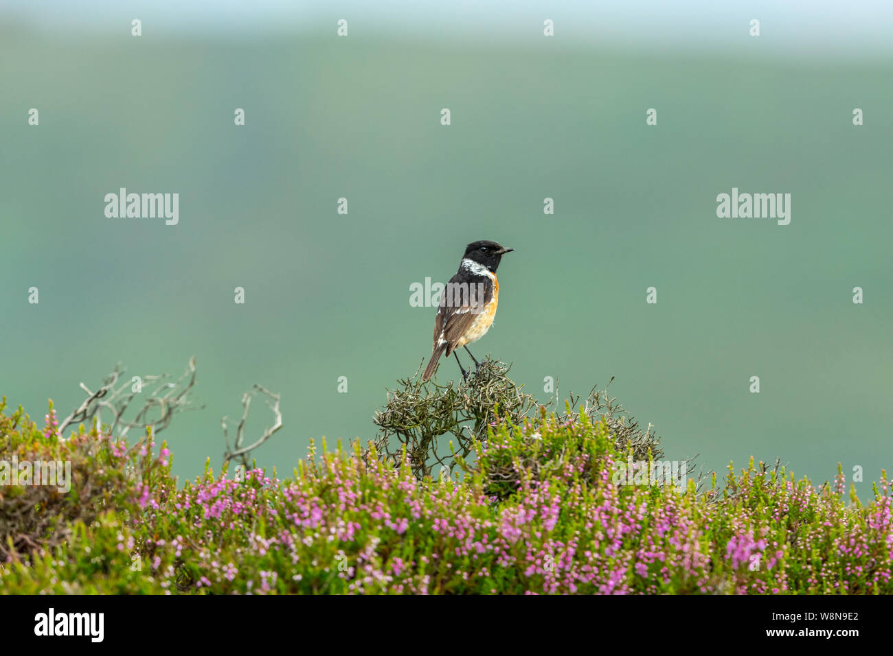 Stonechat, nom scientifique : Saxicola rubicola Stonechat mâle, perché dans l'habitat de lande colorée de fleurs de bruyère pourpre. Face à la droite. Clea Banque D'Images