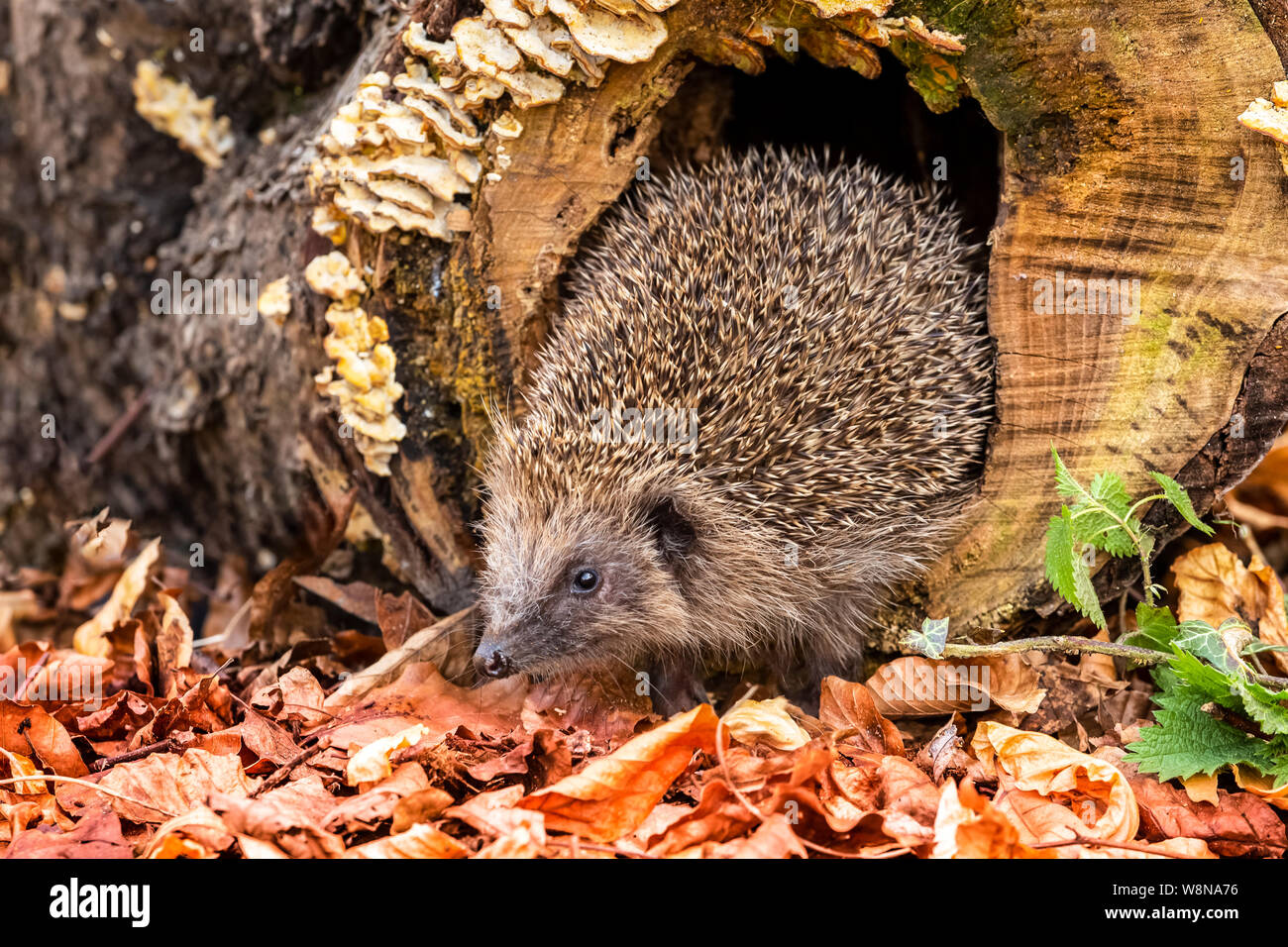 Hérisson, (nom scientifique : Erinaceus europaeus), sauvages, indigènes ...