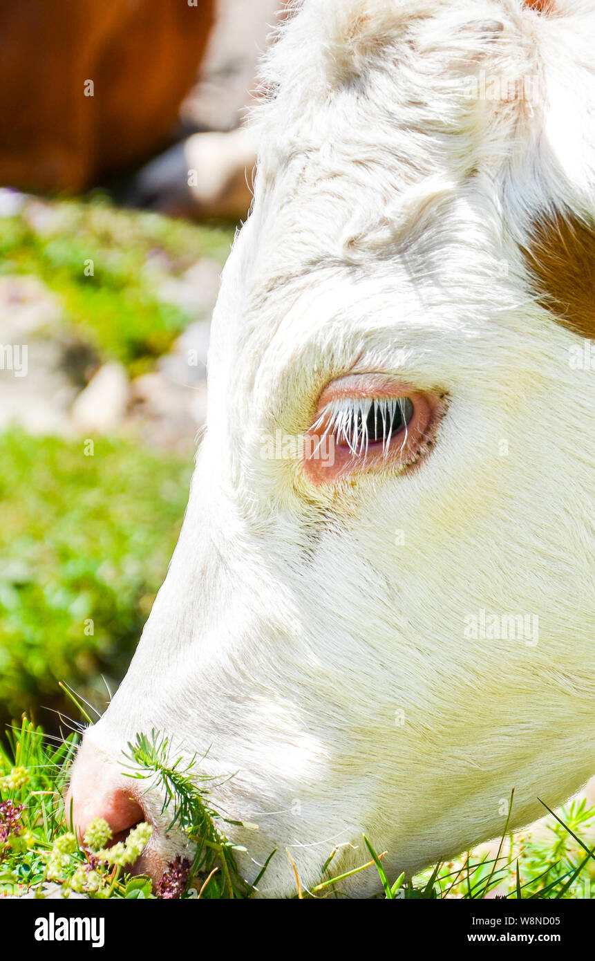 Photo verticale de brown cow head blanc mange de l'herbe. Photographié à l'extérieur. Vache Alpine. Les animaux de ferme. Les produits laitiers. Concept de l'agriculture. Le bétail ind Banque D'Images