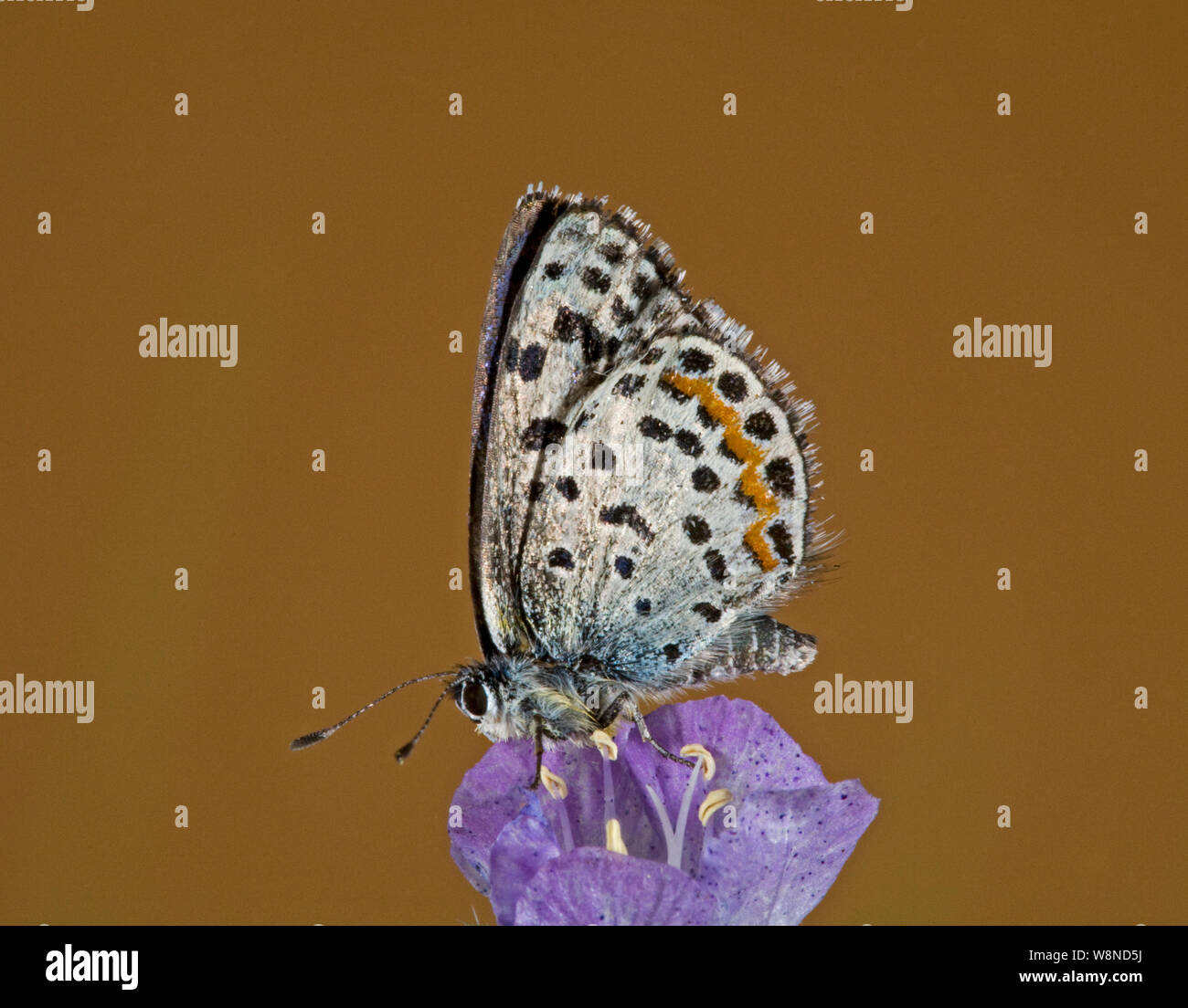 Portrait d'un Bauer papillon bleu, Euphilotes baueri, sur une fleur sauvage dans l'Oregon Cascades Banque D'Images