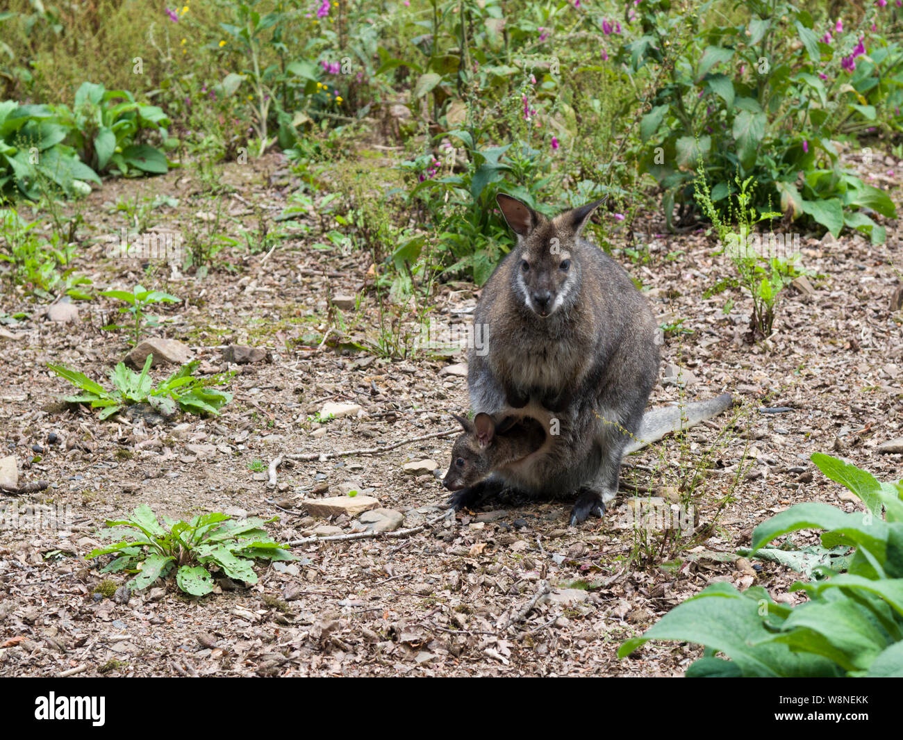 Le Wallaby avec Joey dans son sachet à la Tamar Otter & Wildlife Centre, Nord, Petherwin Nr. Launceston, Cornwall, UK Banque D'Images
