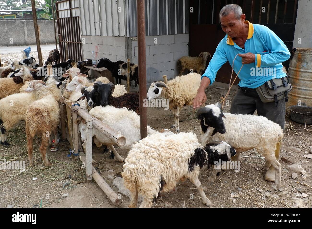 Un éleveur de stock et ses moutons. Banque D'Images