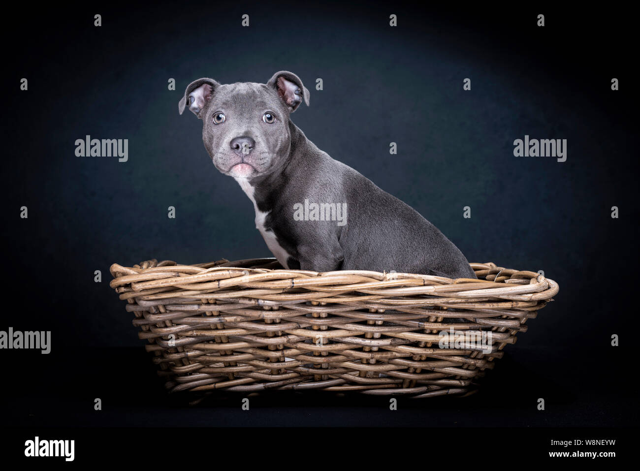 Portrait d'un Staffordshire Terrier bleu Banque D'Images