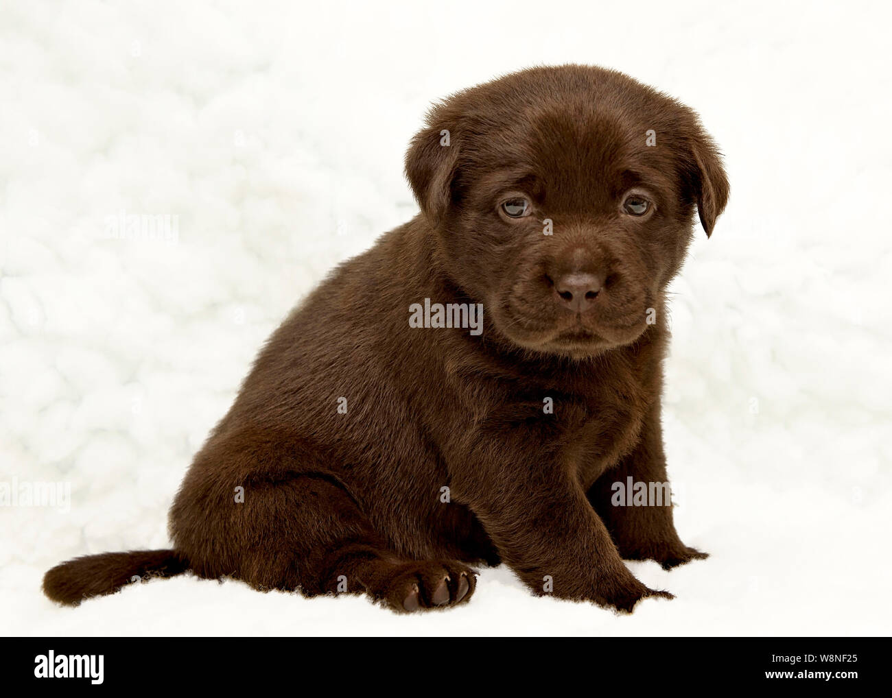 Sept semaines chiot labrador chocolat Portrait Banque D'Images