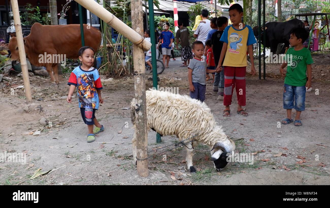 Un agneau est attaché avec une corde sur un poteau dans le jour d'Eid al Adha. L'EID al Adha est un jour islamique traditionnel où certaines viandes sont données aux pauvres. Banque D'Images