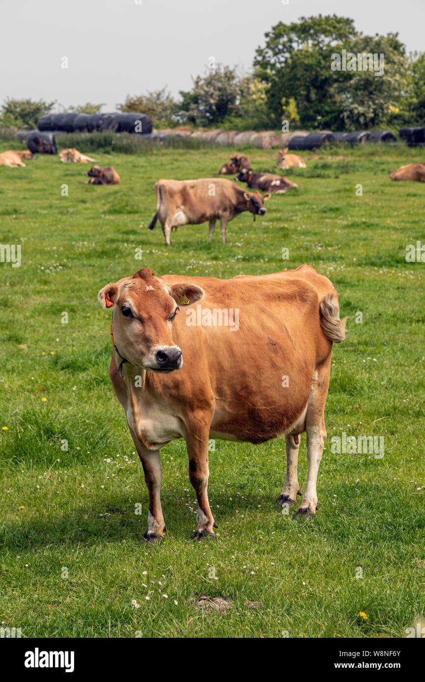 Un troupeau de vaches Jersey Banque D'Images