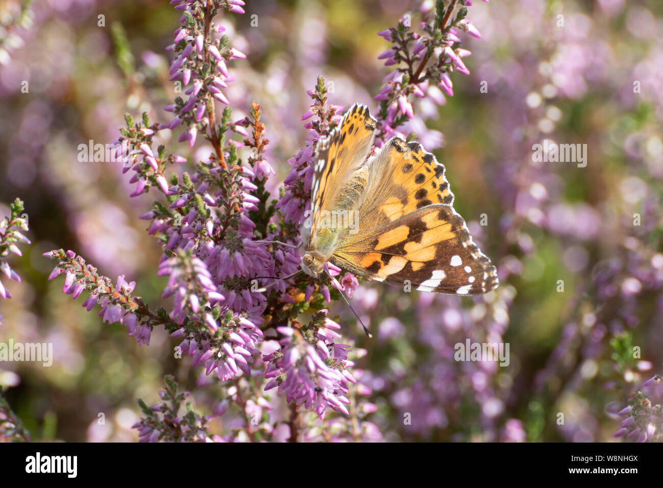 Papillon belle dame (Vanessa cardui), un long-distance d'insectes migrants, sur la bruyère à Surrey, Royaume-Uni. Banque D'Images