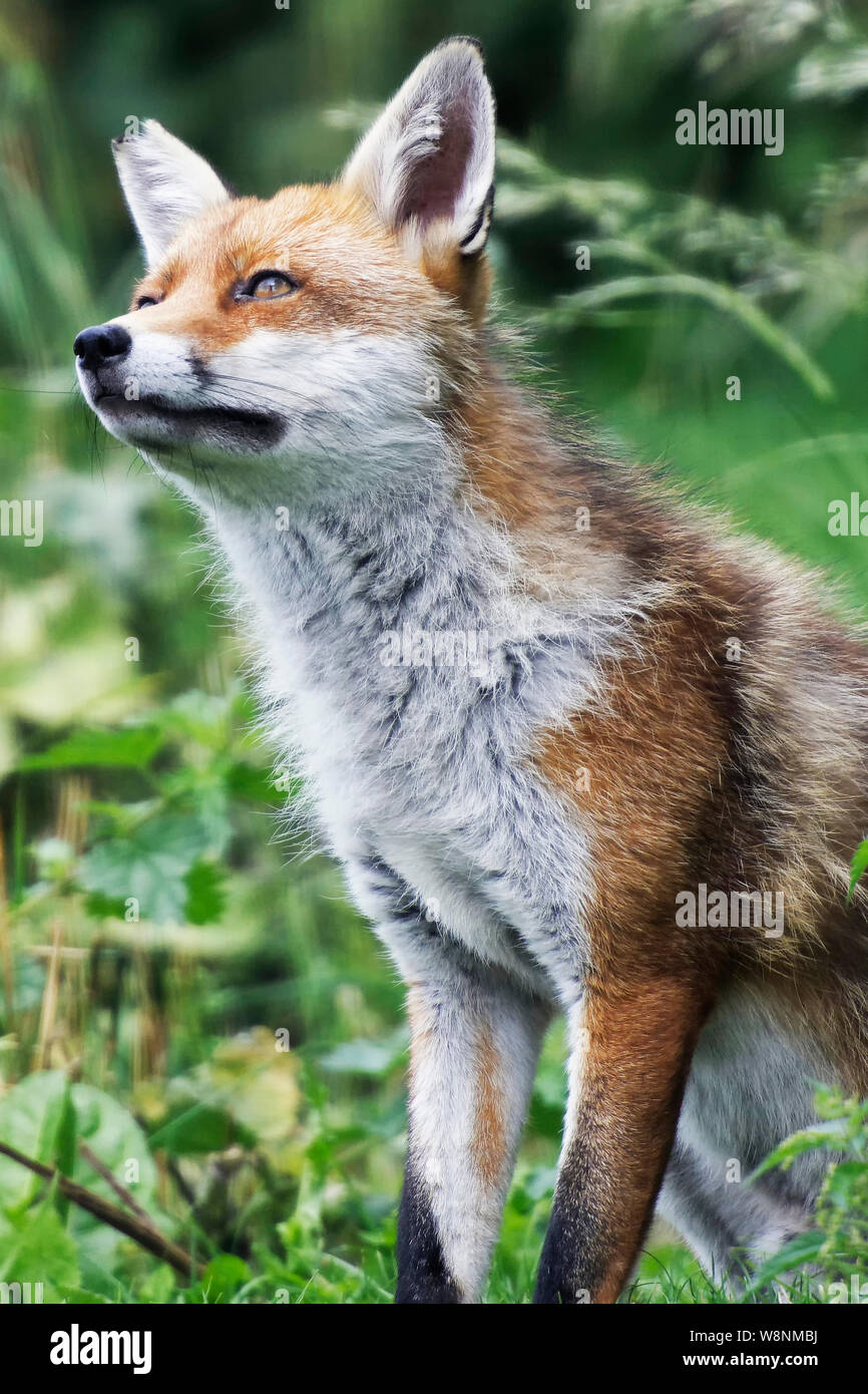 Fox à la British Wildlife Centre Banque D'Images