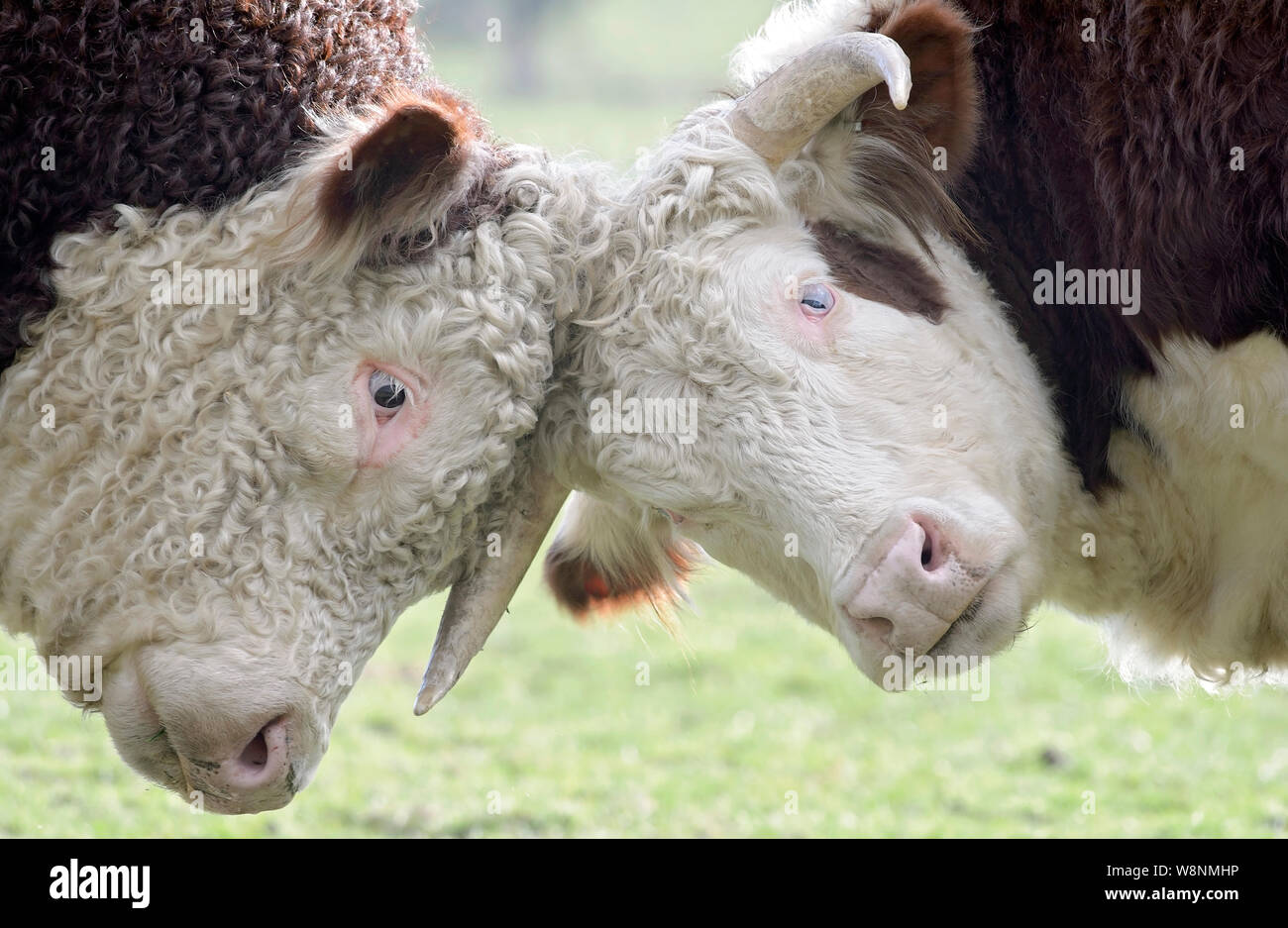 Deux vaches y frottant chefs dans un champ Banque D'Images