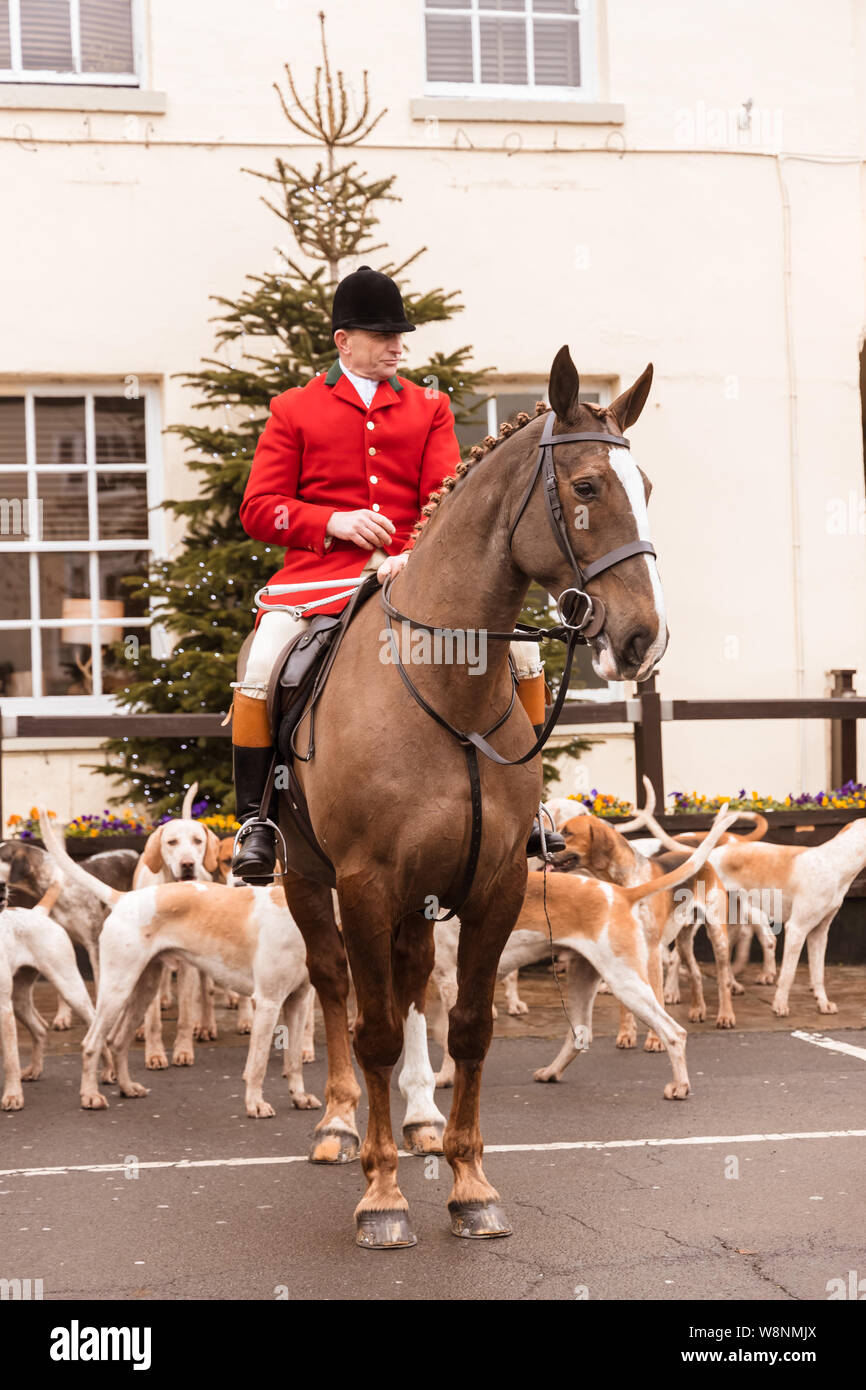 Huntsman du Grove et Rufford chasser sur hunter horse à courre au début de la journée à l'extérieur de la recherche de boxe Crown Hotel à Bawtry South Yorkshire Banque D'Images