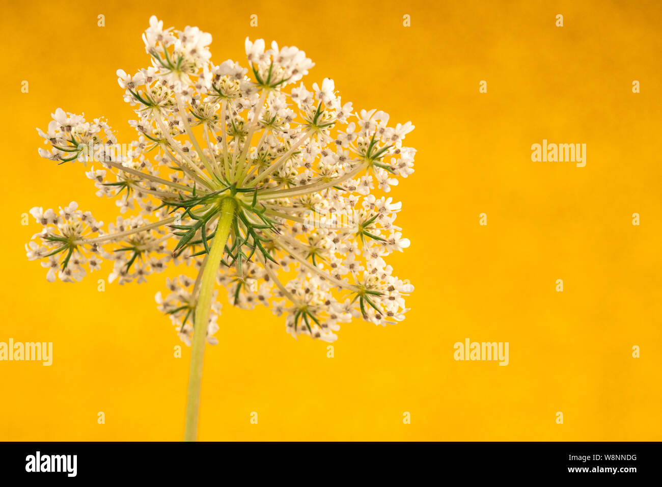 Cow parsley sur fond d'or. Close up fleur blanche Banque D'Images