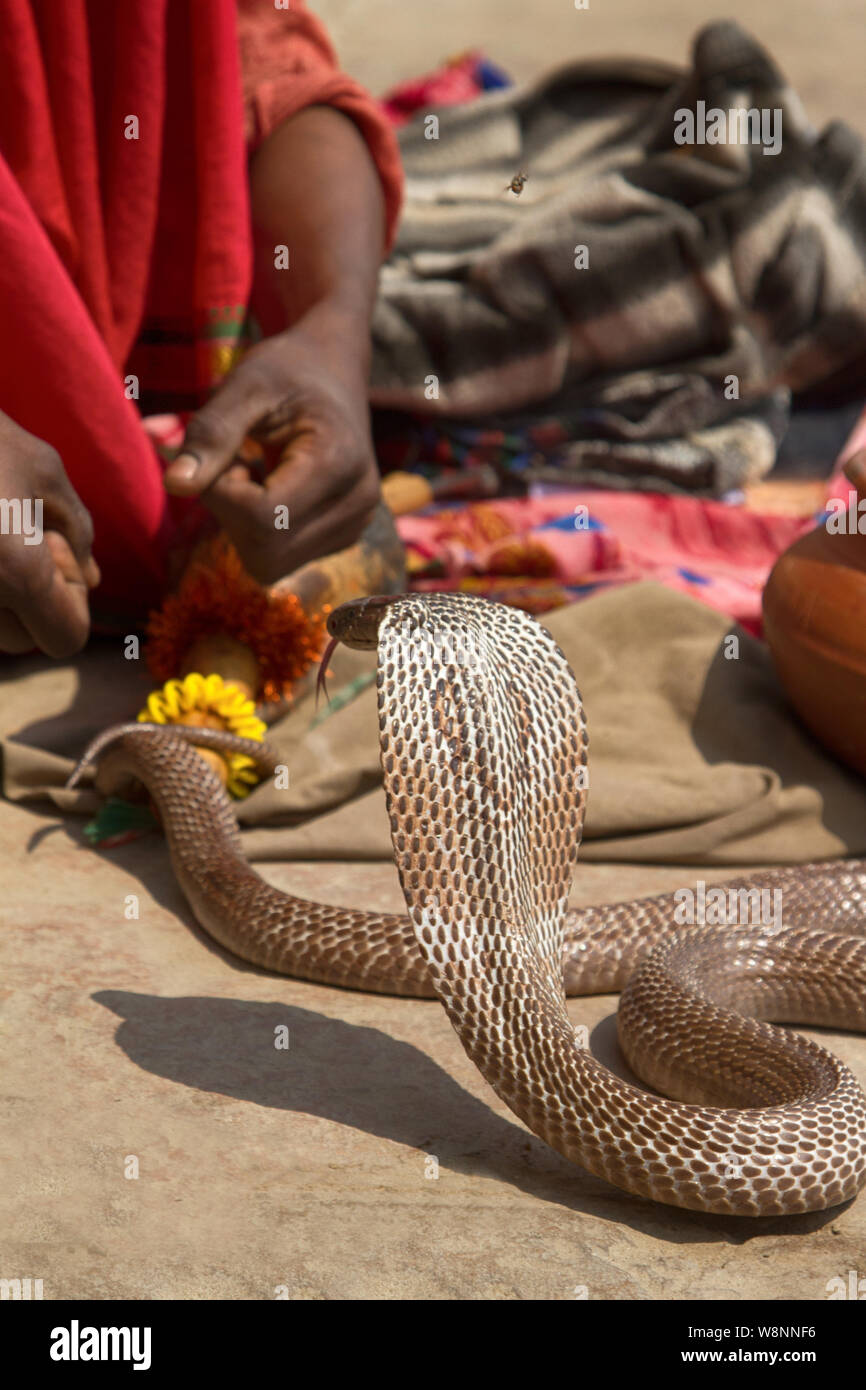 Dernière Charmeur de serpent (bede, geek) de Bénarès avec Hamandryad (Cobra indien, Naja naja). Profession devient extrêmement rares en raison de l'interdiction de l'état, disapp Banque D'Images