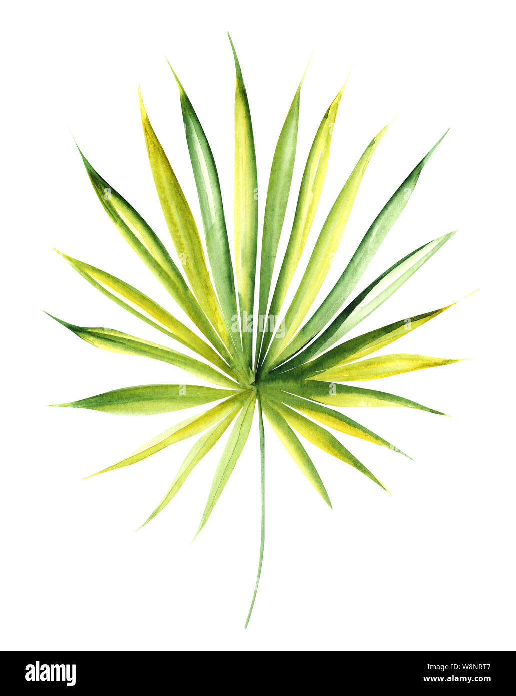 Illustration aquarelle dessin feuilles botanique de plantes exotiques sur une couche isolée blanc Banque D'Images