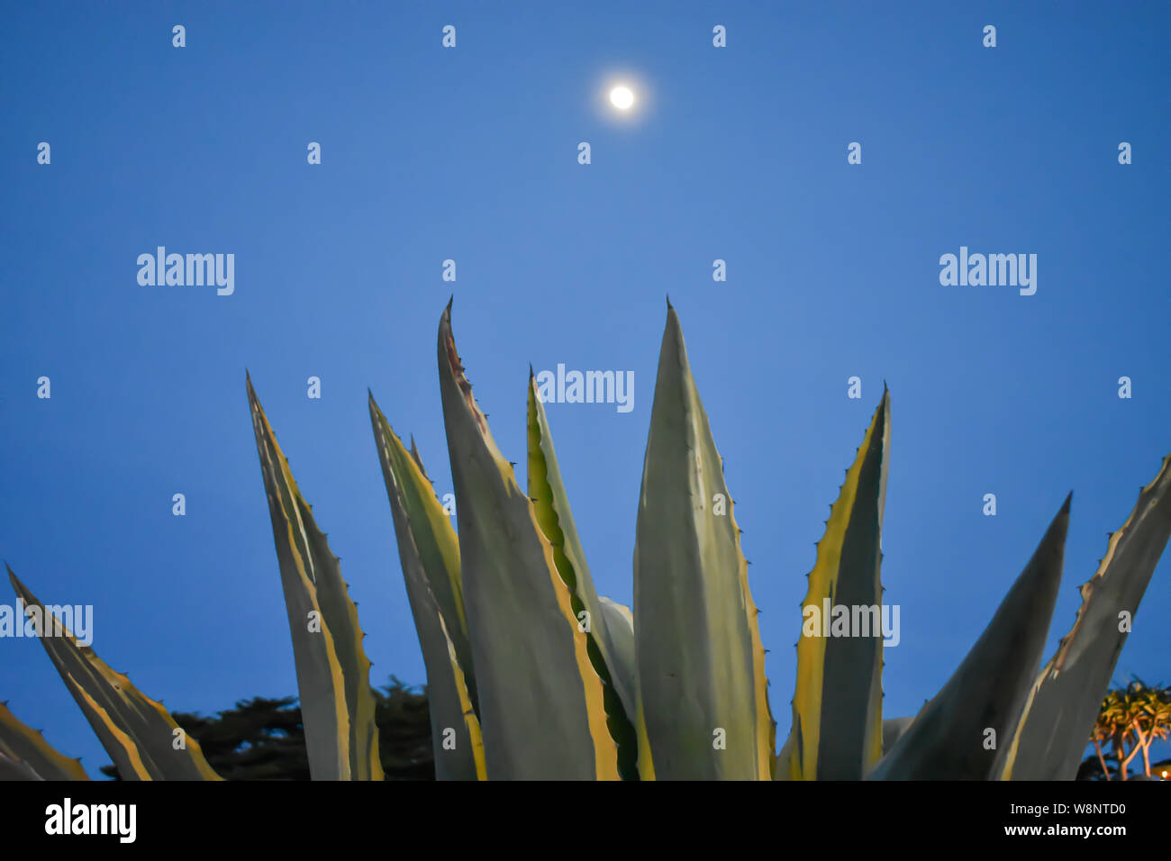 Lune sur l'Aloe Vera Banque D'Images