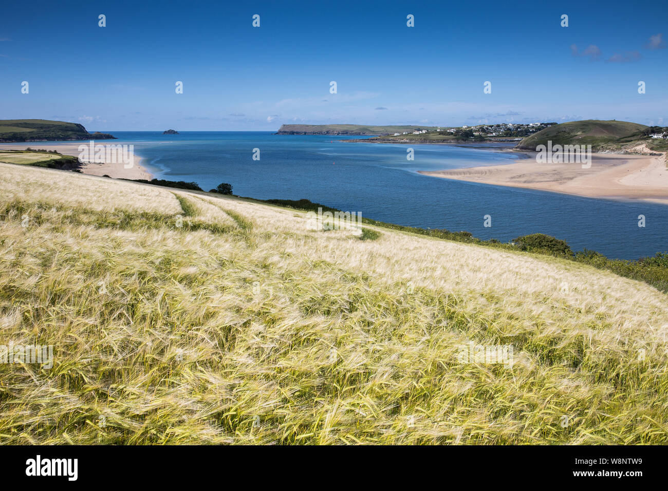 Un champ de blé dans le vent sur la côte de Cornouailles à proximité d'une plage de sable et l'océan bleu à Padstow, Cornwall, UK with copy space Banque D'Images