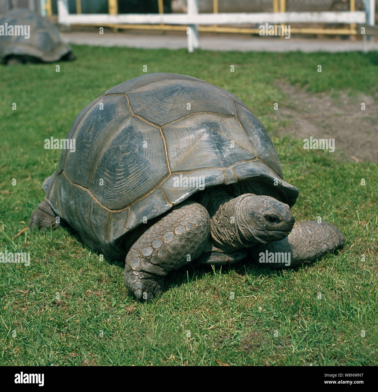 Aldabrachelys tortue d'Aldabra (Geochelone gigantea). Plus grande île de la terre et les espèces vivantes de tortue. Comme un animal indigène sauvage vit sur Atholl Aldabra, l'Océan Indien.​ Banque D'Images