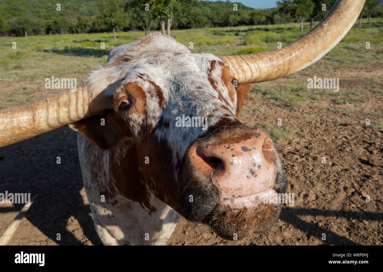 Dans Graham Texas Texas Longhorn Banque D'Images