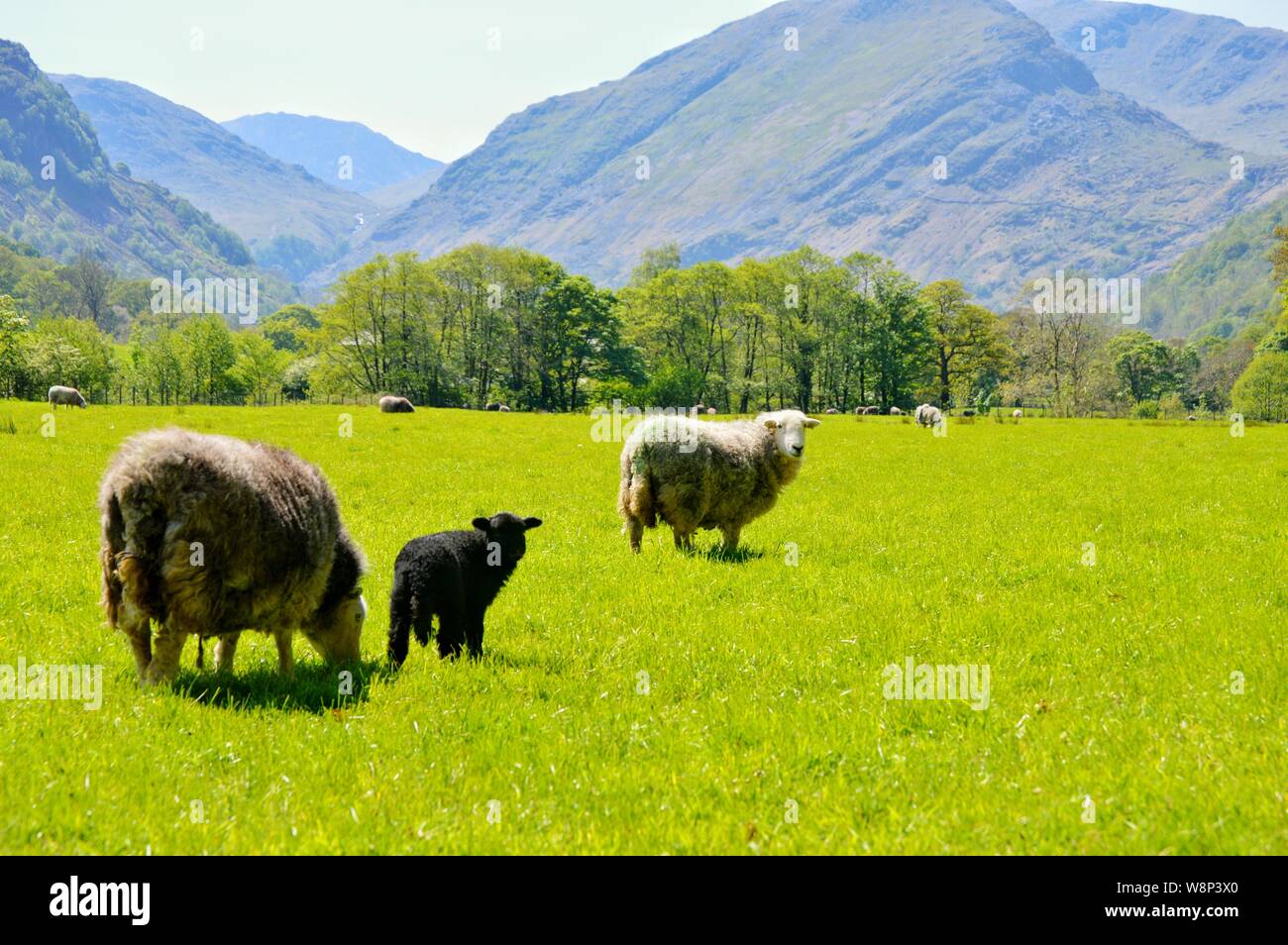 Sheep de Herdwick à Borrowdale Banque D'Images