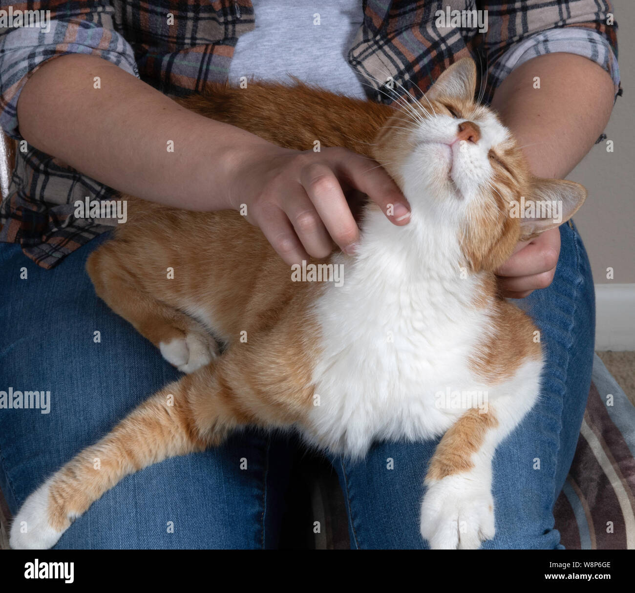Une orange et blanc tabby chat de maison se détend sur les genoux d'une jeune femme et a l'expression d'extacy comme elle les rayures derrière ses oreilles, dans un close-u Banque D'Images