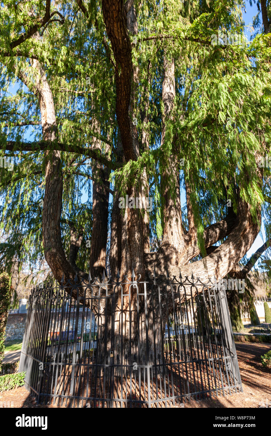 Ahuehuete (Taxodium mucronatum) l'arbre le plus ancien de Madrid. Parque del Buen Retiro, Madrid, Espagne Banque D'Images