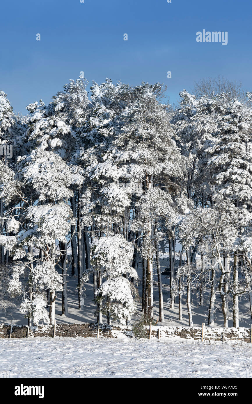 Plantation de conifères couverts de neige après une tempête de neige, Ravenstonedale, Cumbria, Royaume-Uni. Banque D'Images