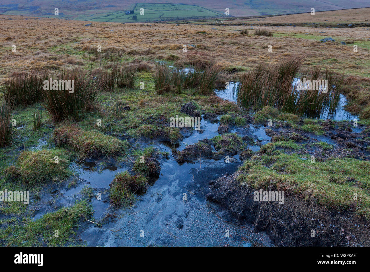 Une vue sur le paysage de Dartmoor dans le Devon, avec flaque et tourbière en premier plan. Banque D'Images