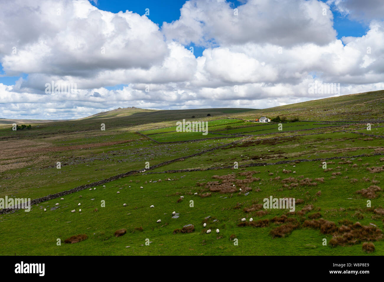 Moutons paissent sur les collines éloignées de Dartmoor National Park, Devon, Angleterre près de Foggintor carrière. Il y a un lointain house entouré par les landes. Banque D'Images
