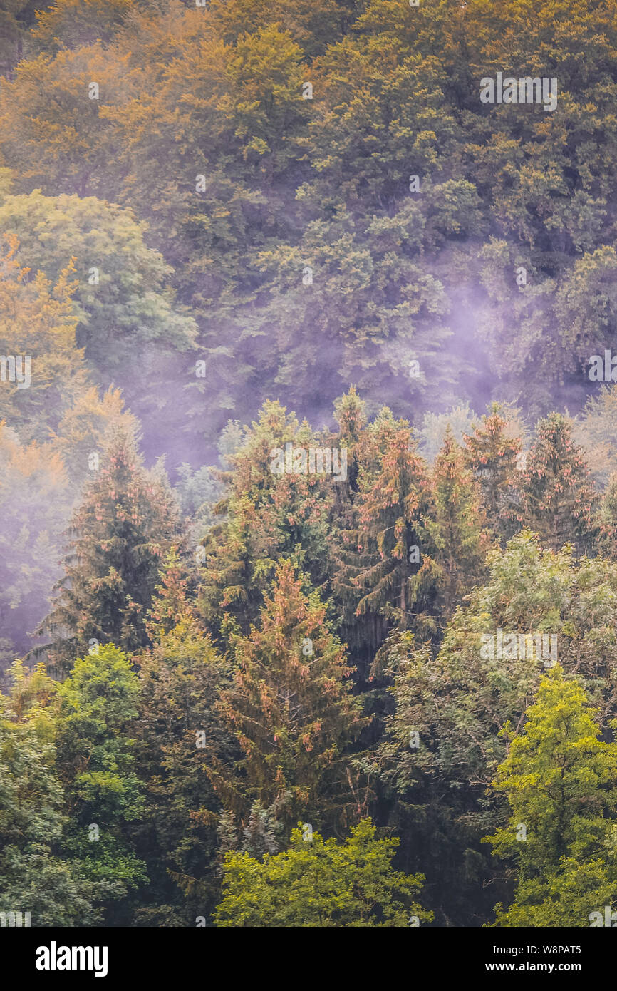 La photographie verticale de la forêt d'automne photographié sur matin brumeux à partir de ci-dessus. Moody paysage. Bois à l'automne. Hipster vintage style rétro. H Banque D'Images