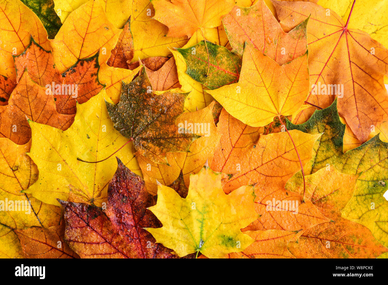 Arrière-plan de feuilles d'érable multicolores humide vue d'en haut. Automne fond Banque D'Images