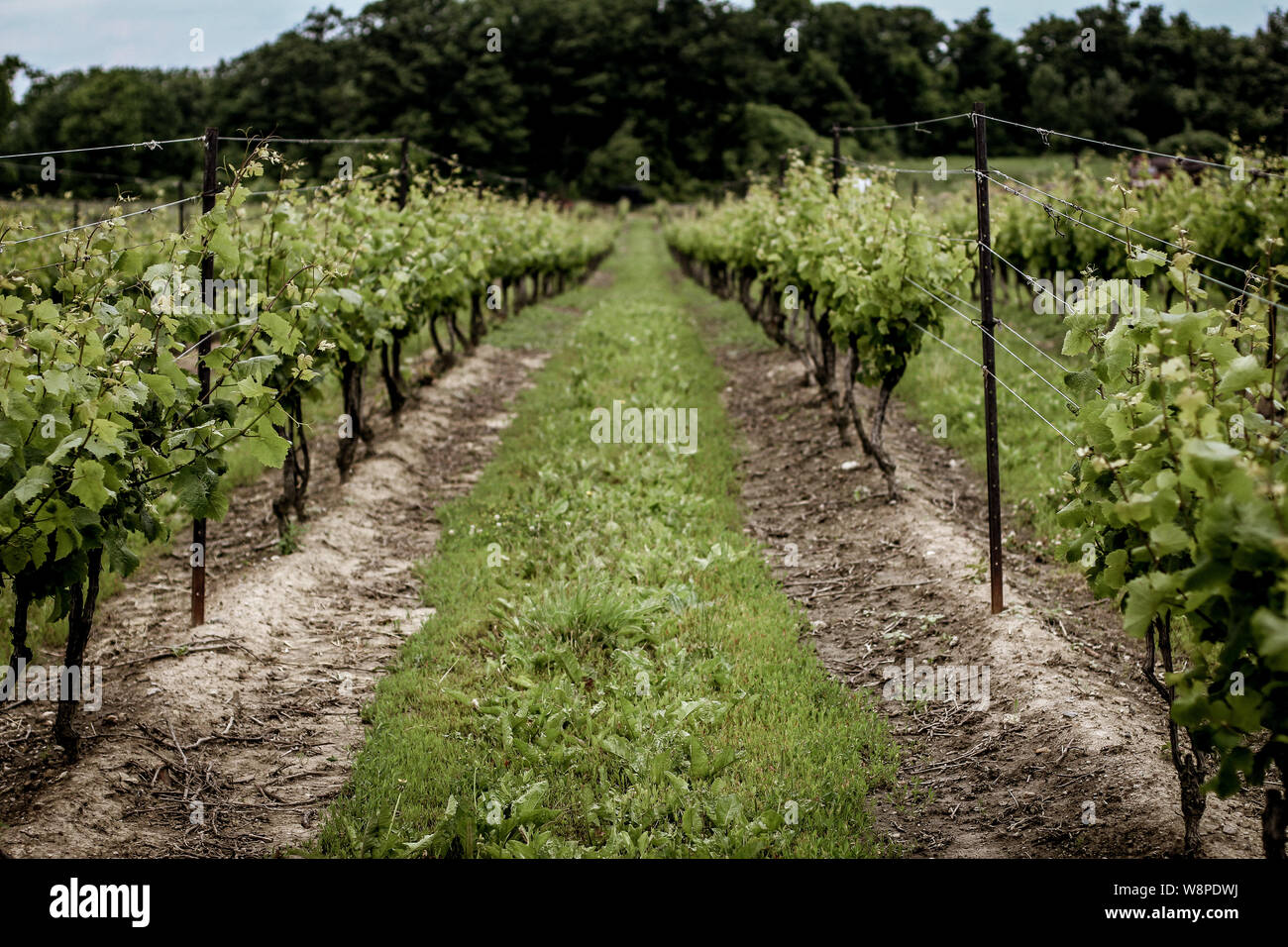Un voyage d'un vignoble dans la région de Niagara-on-the-Lake en été, de l'Ontario, Canada, vin Banque D'Images