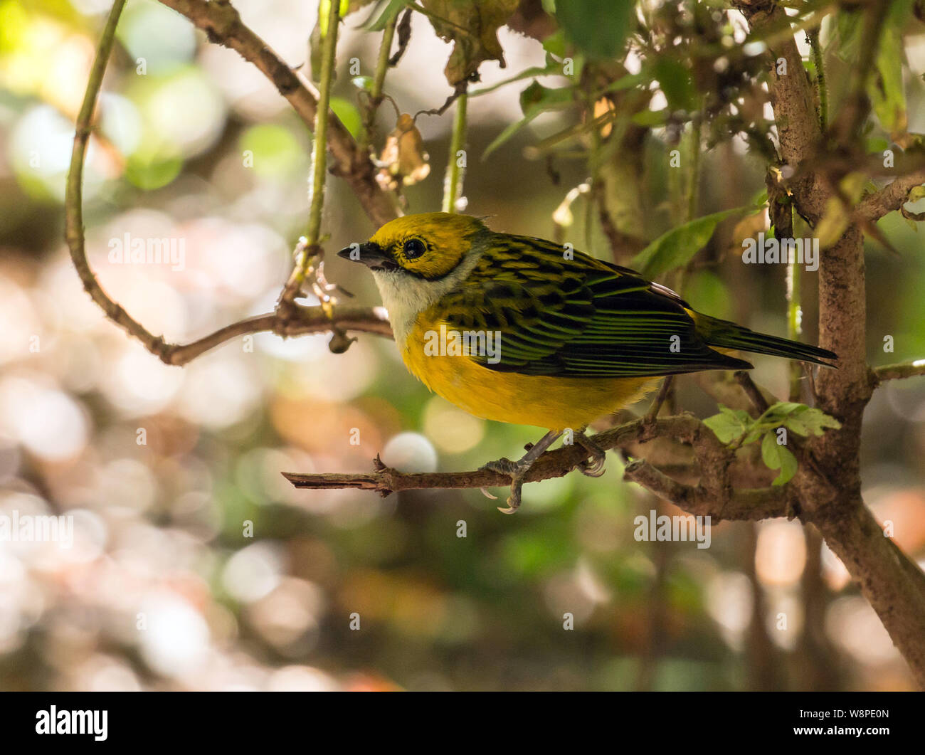 Libre d'argent Tangara à gorge ( Tangara icterocephala) perching dans feuillu Boquete, Chiriqui Province,,Panama Banque D'Images