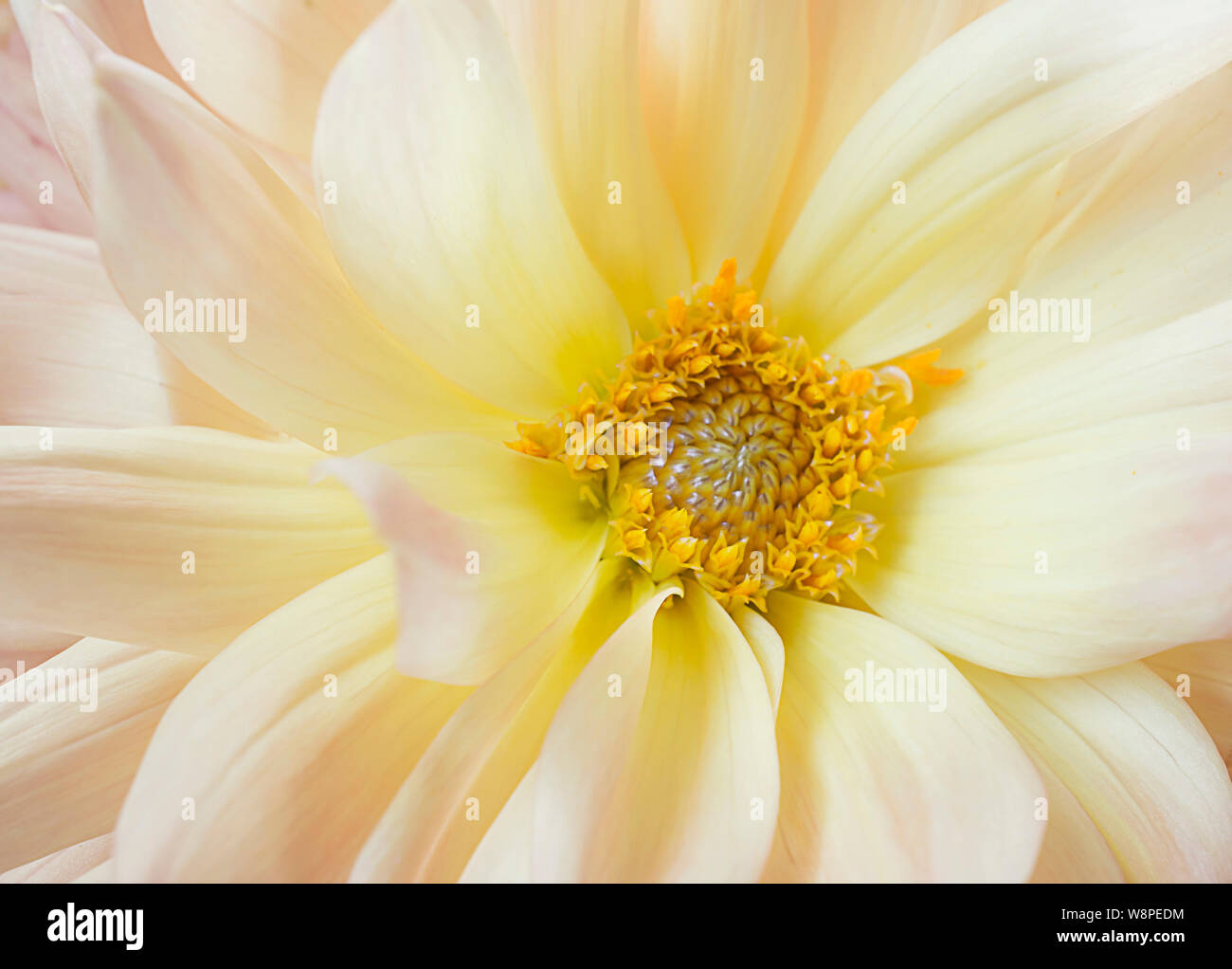 Dahlia jaune Banque D'Images