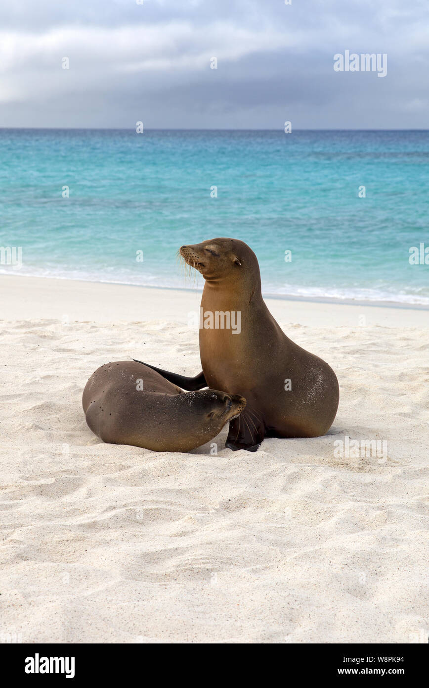 Les lions de mer des Galápagos prises sur la plage Banque D'Images