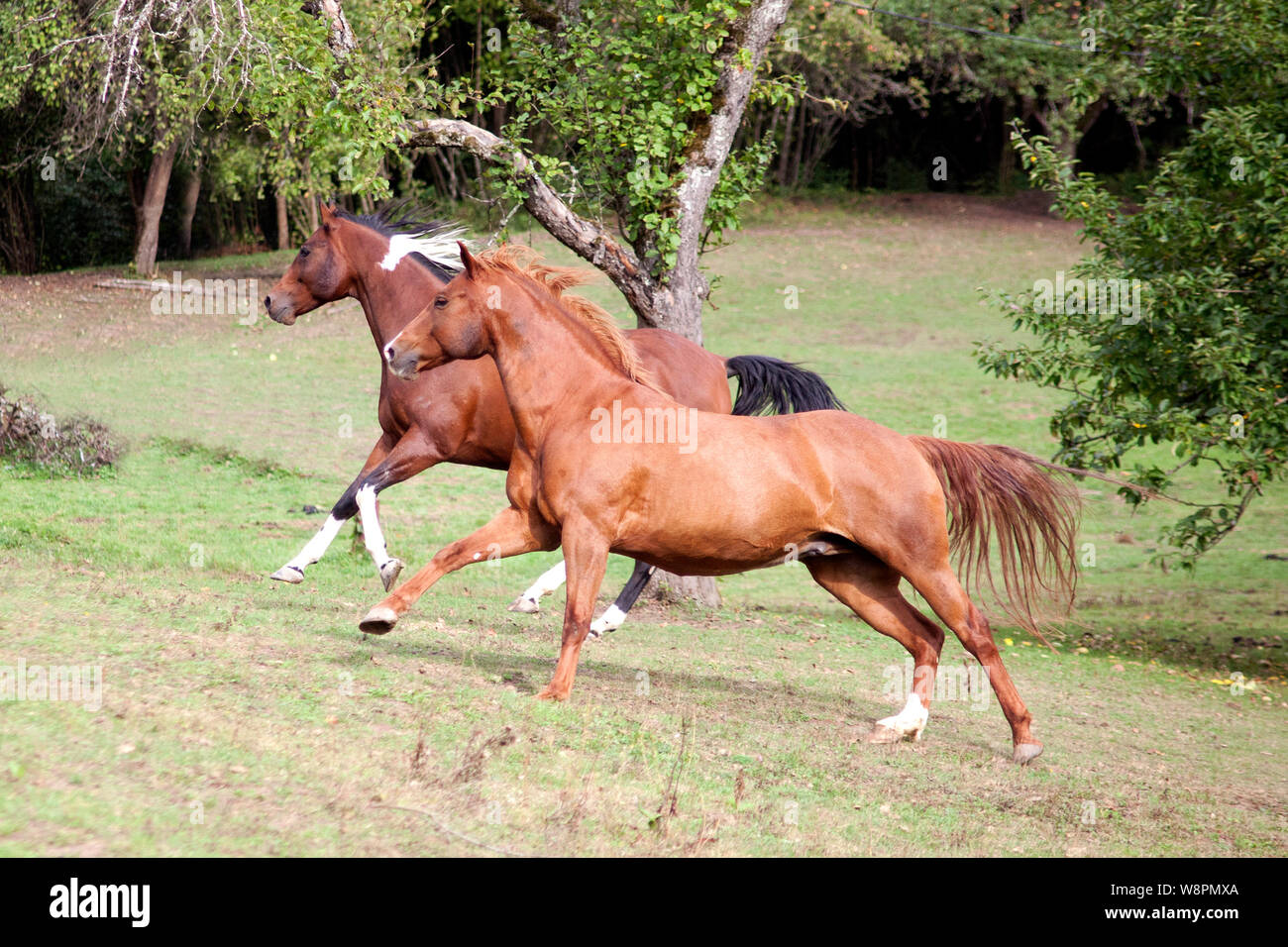 Le galop des chevaux gratuitement dans le pré Banque D'Images