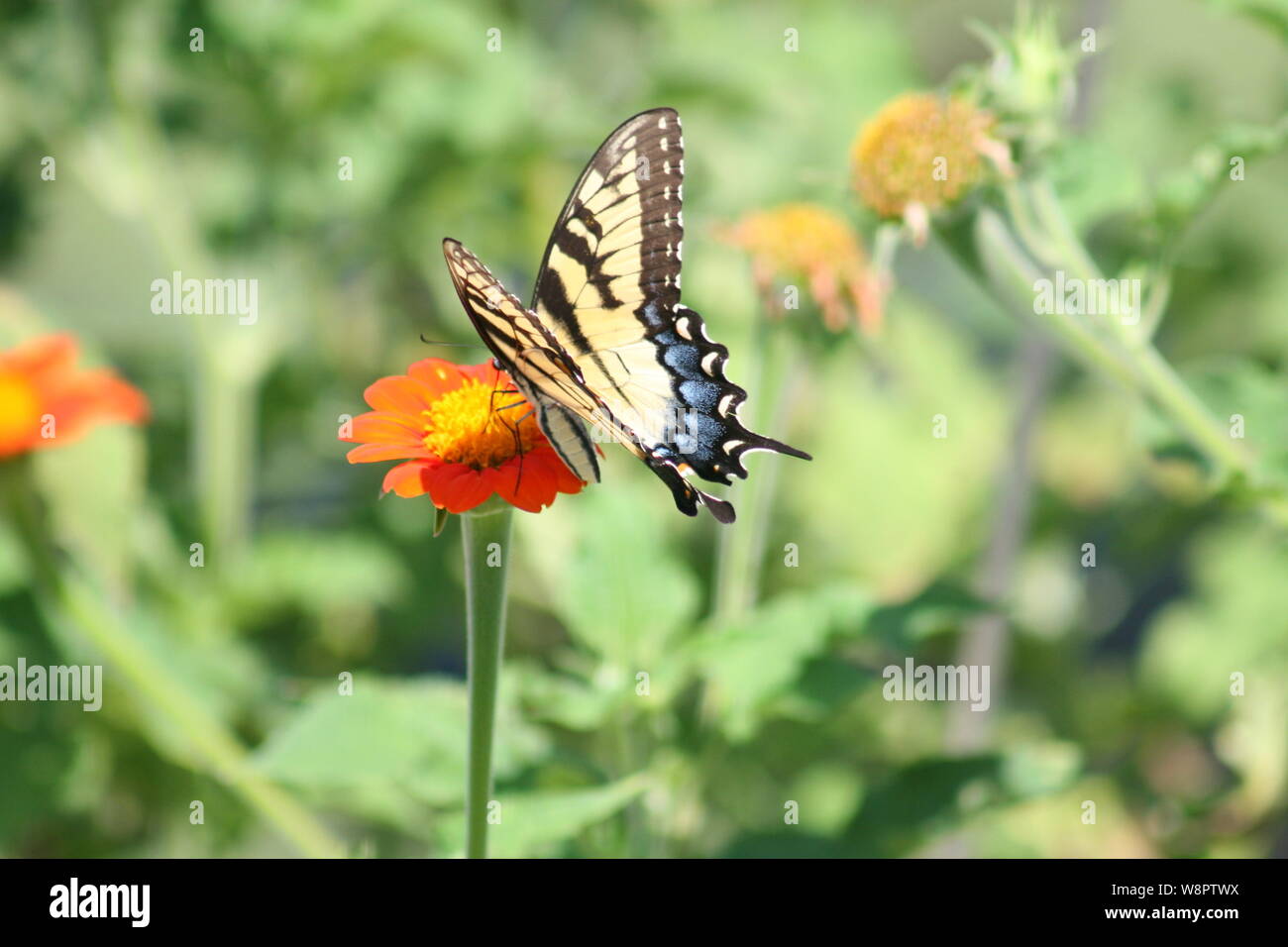 Papillon dans le jardin fleuri. Banque D'Images