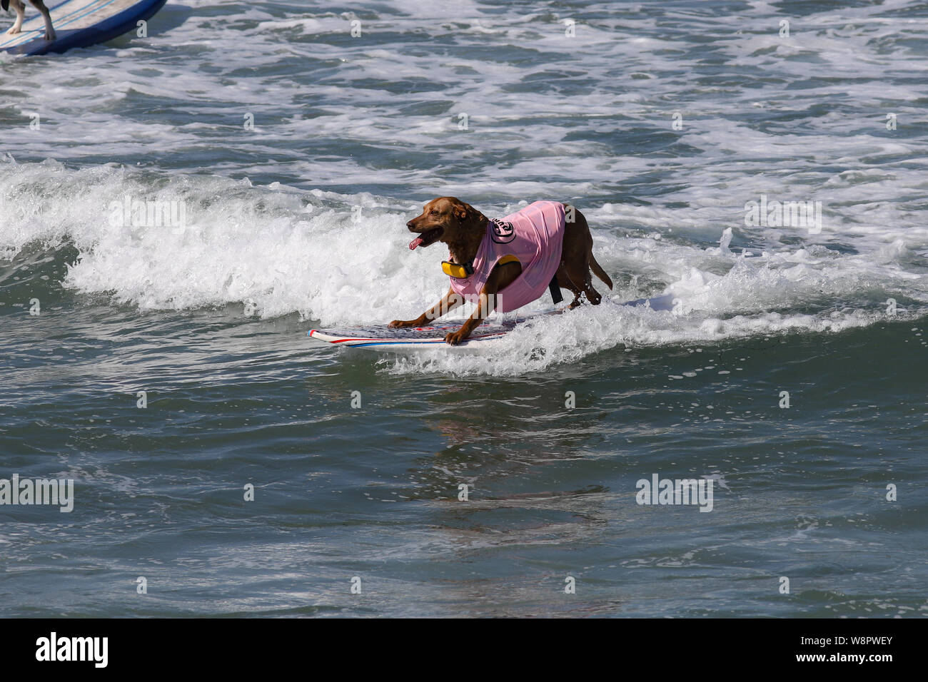 Imperial Beach, Californie, USA. 10 août, 2019. Tasse de beurre d'arachide avec un demi chien tête en bas mi-vague. Crédit : Ben Nichols/Alamy Live News Banque D'Images