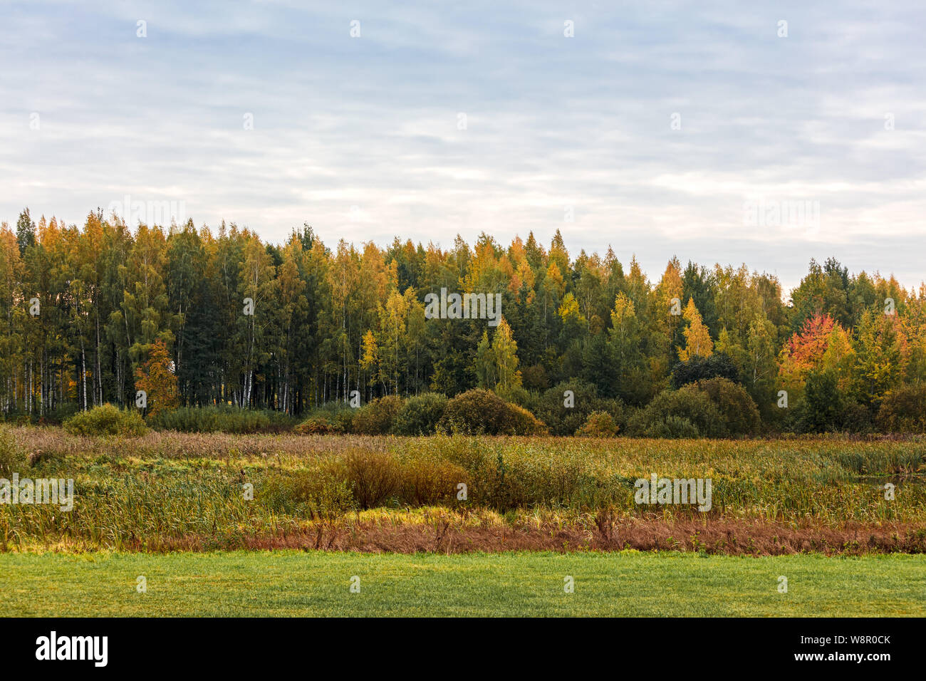Vue paysage naturel avec des arbres d'automne contre le fond de ciel gris nuageux Banque D'Images