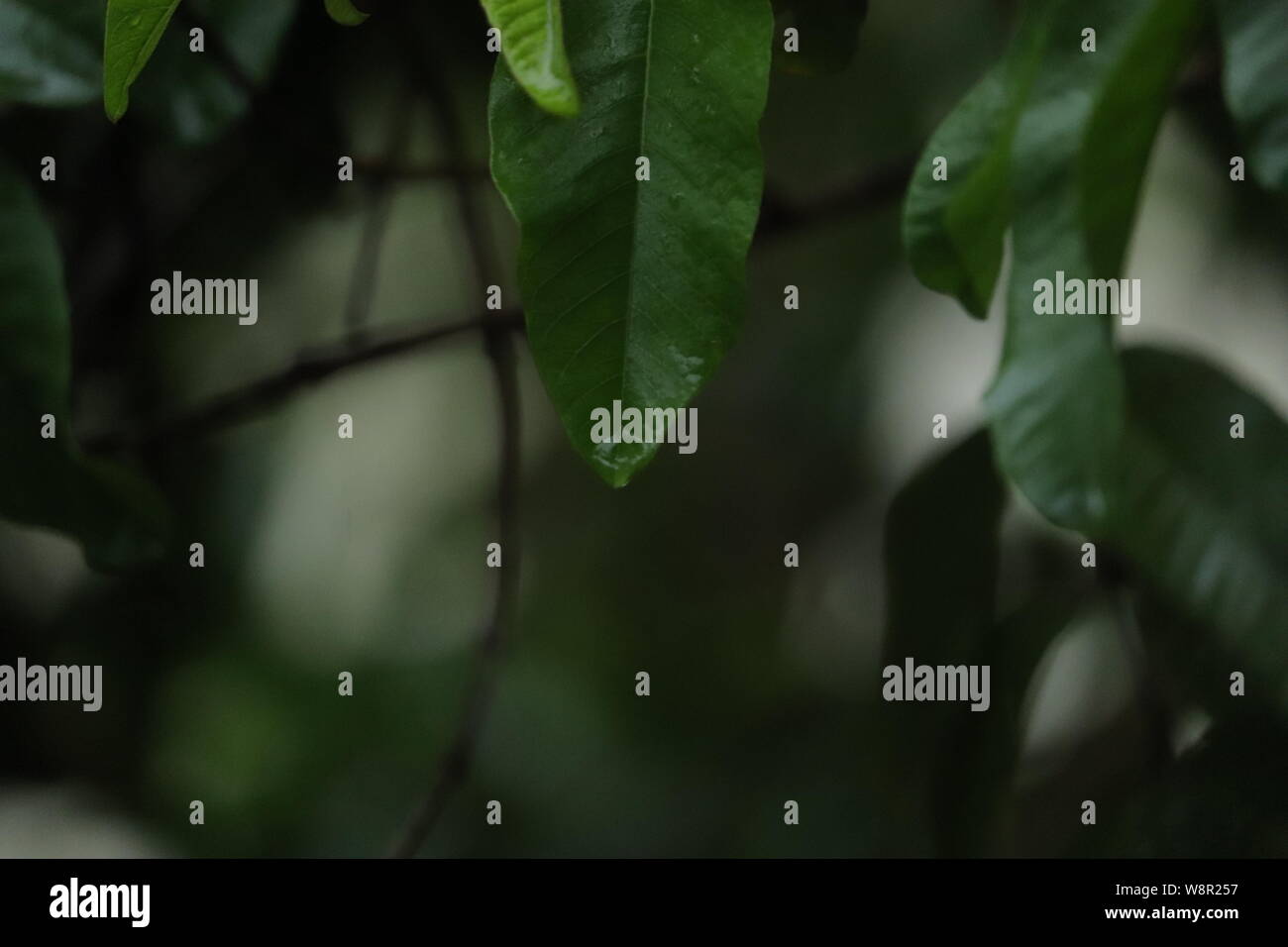 Des gouttes d'eau à feuilles vertes de arbre dans un jour de pluie Banque D'Images