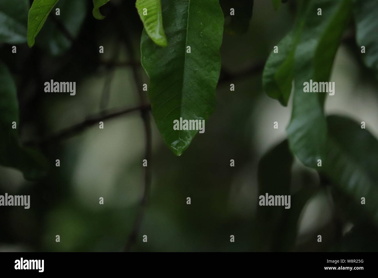 Des gouttes d'eau à feuilles vertes de arbre dans un jour de pluie Banque D'Images