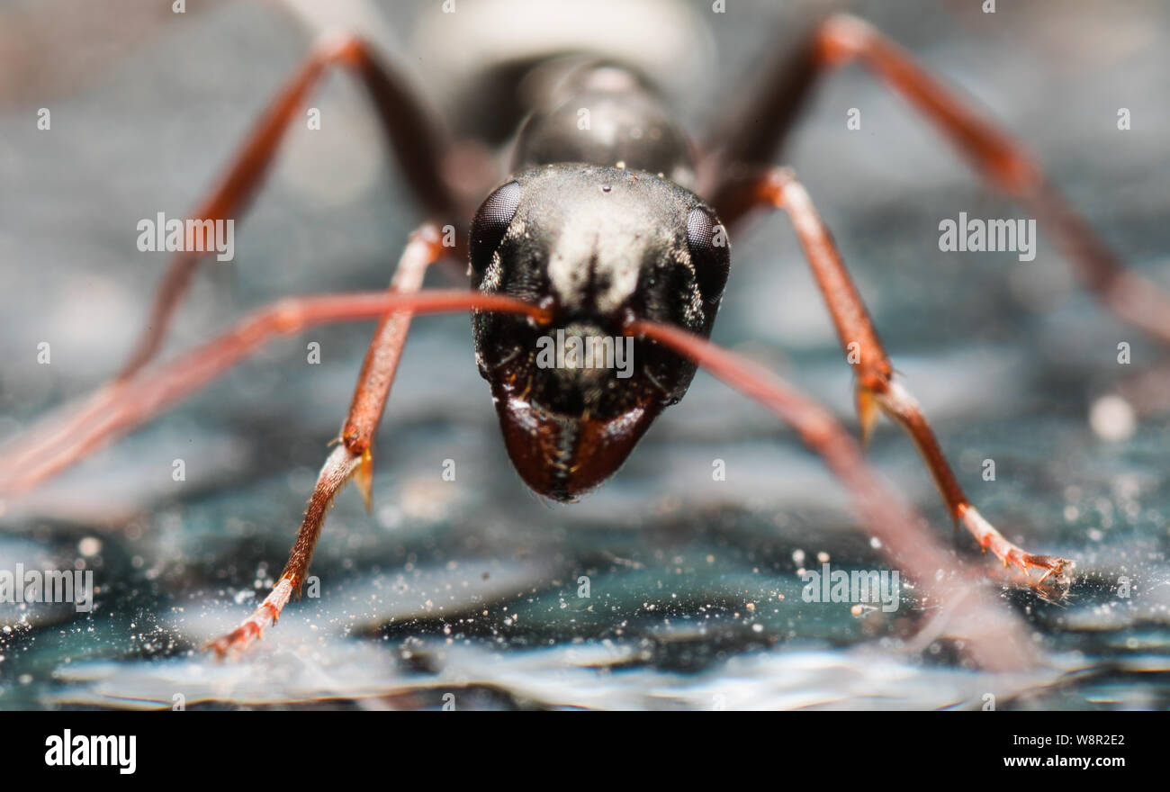 Fourmi sur verre Banque de photographies et d'images à haute résolution -  Alamy