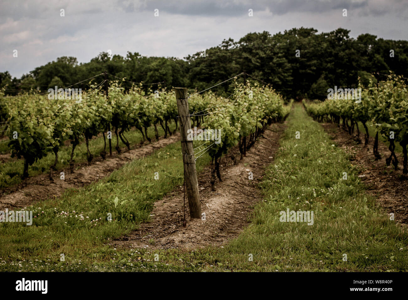 Un voyage d'un vignoble dans la région de Niagara-on-the-Lake en été, de l'Ontario, Canada, vin Banque D'Images